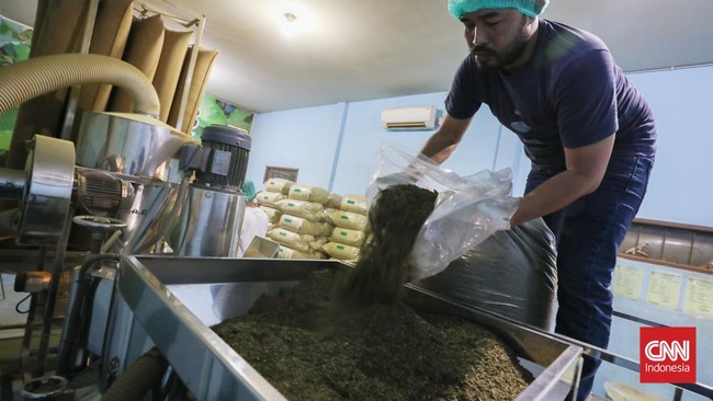 Perjalanan Liar di Perkebunan Kratom: Dolar Menumpuk dari Daun Hijau