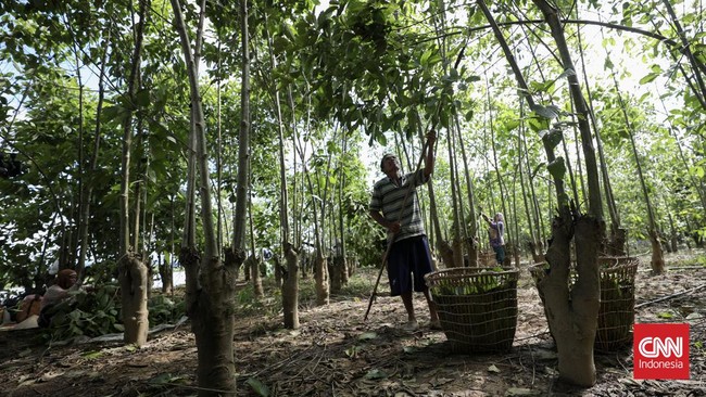 Menteri Pertanian Andi Amran Sulaiman mengatakan kratom merupakan tanaman hutan. Amran pun menyoroti potensi ekonomi dari kratom.