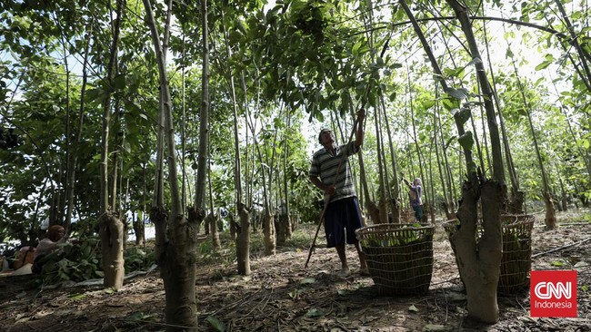 Respons Pemerintahan Jokowi Terhadap Wacana Legalisasi Kratom
