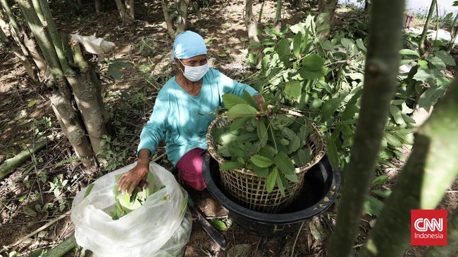 Petani dan penjual kratom mengeluhkan pengalaman buruk berbisnis daun tersebut, mulai dari ketidakjelasan aturan jual-beli hingga kerugian miliaran rupiah.