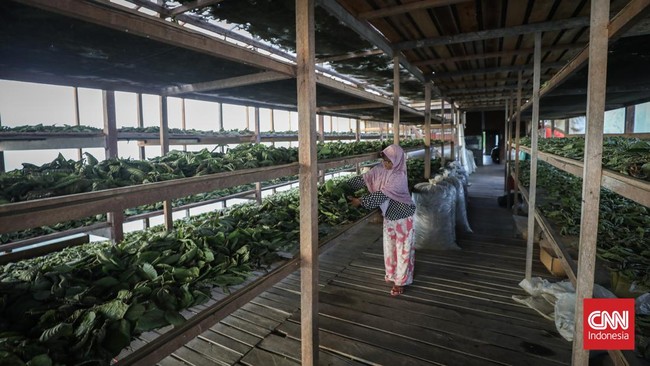 Presiden Jokowi memerintahkan lintas kementerian dan lembaga merampungkan riset dan merumuskan tata kelola niaga komoditas kratom di tengah polemik regulasi.