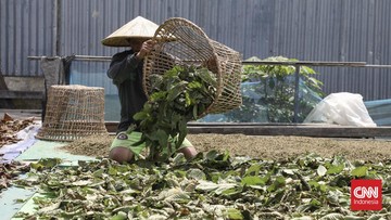 57 Kontainer Tertahan, DPR Desak Mendag Terbitkan Izin Ekspor Kratom