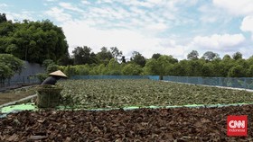 Sengkarut Bisnis Kratom Tanpa Payung Hukum