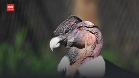VIDEO: Empat Burung Kondor Andes Dilepas ke Pantagonia