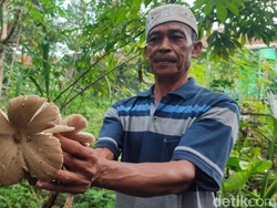 Asyiknya Tatang Berburu Harta Karun di Semak-semak Kebun Ciamis
