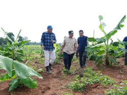 Pisang Cavendish dari Lahan 100 Hektare di Bone Ditarget Panen Juni 2024