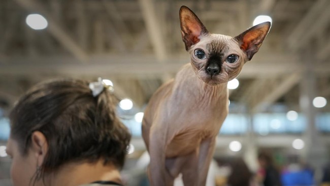 FOTO: Kucing-kucing Gemas di Cat Extravaganza