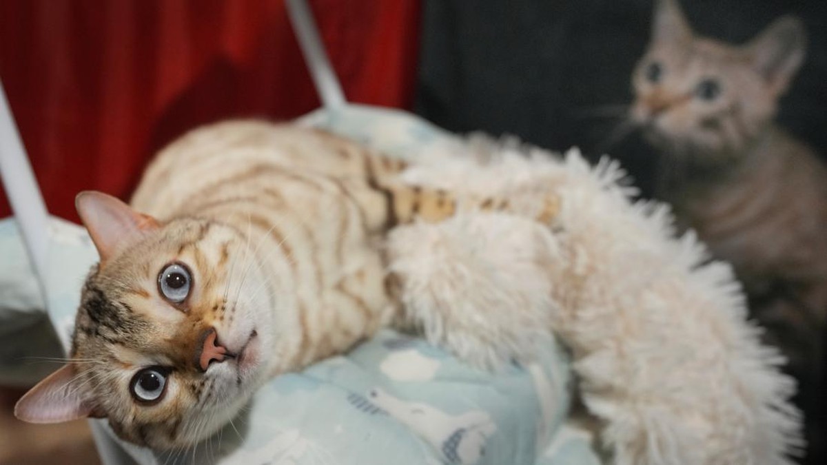 FOTO: Kucing-kucing Gemas di Cat Extravaganza