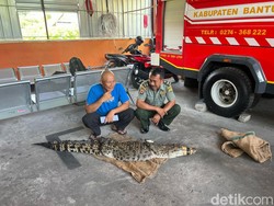 Buaya Berkeliaran di Perumahan Bantul Bikin Heboh, Begini Ceritanya