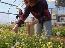 Peneliti Cari Sumber Alternatif Penghasil Karet dari Dandelion dan Semak Gurun