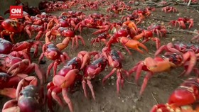 VIDEO: Tertundanya 'Hijrah' Kepiting Merah Australia