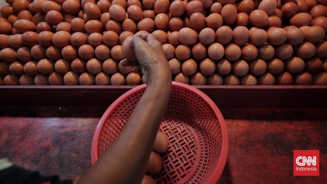 Kantor Staf Presiden (KSP) mencatat telur ayam tetap mahal meski nilai jagung nan merupakan pakan ternak turun.