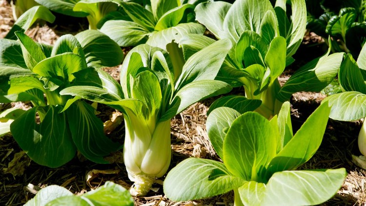 Ilustrasi bok choy