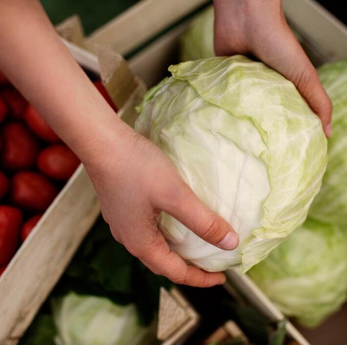 Ilustrasi kubis/Foto: Freepik.com/freepik