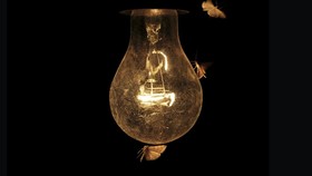 Di Luar Prediksi, Ngengat Tak Tertarik Cahaya Lampu