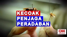 VIDEO: CNN Indepth: Ada Apa dengan Kecoak?