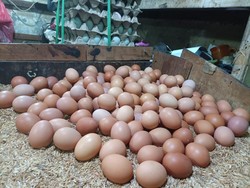 Telur Ayam hingga Beras Sumbang Inflasi Maret