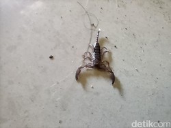 Awas! 7 Hewan Ini Suka Masuk Rumah Saat Musim Hujan