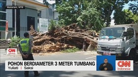 VIDEO: Pohon Berdiameter 3 Meter Tumbang