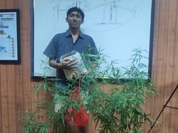 Tanam dan Selundupkan 1,1 Kg Ganja dari Medan, Pria Mataram Ditangkap