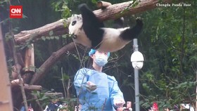VIDEO: Anak Panda Pamer Kekuatan Otot Lengan ala Ninja Warrior