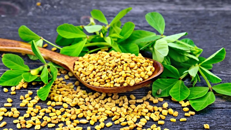 Ilustrasi fenugreek