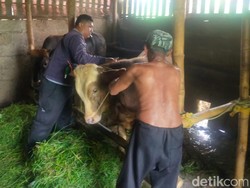 Dinas Peternakan Jatim Ungkap Penyebab Kasus PMK Muncul di Daerah