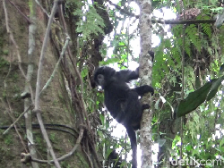 Upaya Petugas Damkar Sukabumi Selamatkan Lutung Berakhir Pilu