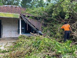 BPBD Pamekasan Lanjutkan Pemotongan Pohon Tumbang Dampak Angin Kencang