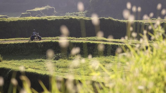 FOTO: Pesona Hamparan Padang Savana Lembah Dieng Pasuruan