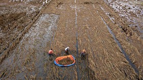FOTO: Miris Ribuan Hektare Lahan Sawah Terendam Banjir di Demak