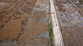 3.000 Ha Sawah di Jatim Gagal Panen Gara-gara Cuaca Ekstrem