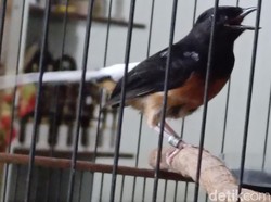 Karyawan Curi Burung Rp 25 Juta Milik Bos, Ditangkap di Probolinggo