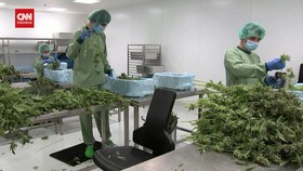 VIDEO: Jerman Resmi Legalkan Ganja untuk Penggunaan Pribadi