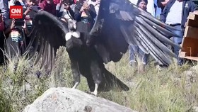 VIDEO: Momen Burung Kondor Andes Dilepas Kembali ke Alam Liar