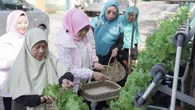 BRInita Sukses Ubah Lahan Sempit Jadi Surga Hijau Produktif di Lampung