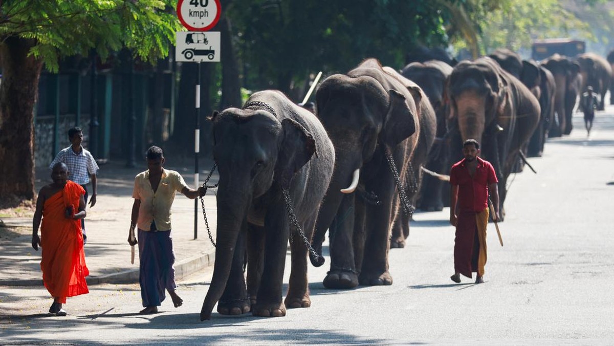 FOTO: Penampakan Gajah Meriahkan Festival Tahunan Budha di Sri Lanka