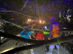 Pemotor Tewas Tertimpa Pohon Tumbang di Jalan Nasional Trenggalek