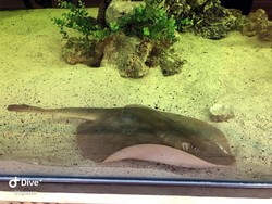 Seekor Ikan Pari Hamil Secara Misterius di Akuarium, Ilmuwan Temukan Bukti Ini