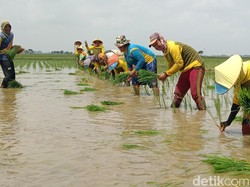 Kompaknya Pasukan Tandur di Indramayu, dari Outfit hingga Cara Tanam