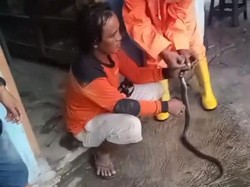 Hujan, Ular Kobra Jawa 1 Meter Berteduh Masuk Rumah di Cawas Klaten