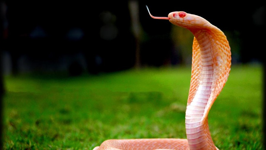 Ular kobra albino