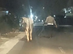 Berkeliaran Tengah Malam di Bantul, Seekor Sapi Ditangkap-Dibawa ke Polsek