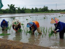 Curhat Petani Cirebon Kekurangan Pupuk Subsidi hingga Pasokan Air