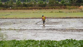 Gelombang Panas Ancam Panen Padi di Vietnam, 'Lumbung' Beras RI