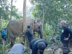 Turun ke Kebun Warga dalam Kondisi Terluka, Gajah Liar di Aceh Diobati
