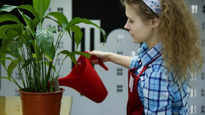 5 Cara Menyiram Tanaman Hias yang Benar agar Tetap Segar dan Anti Busuk