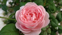 img-title Selain Wangi, Ini Manfaat English Rose yang Terkandung dalam Deterjen