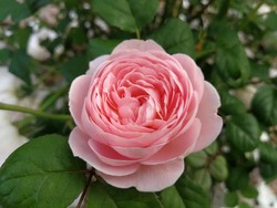 Selain Wangi, Ini Manfaat English Rose yang Terkandung dalam Deterjen