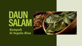 INFOGRAFIS: Daun Salam, Rempah Si Segala Bisa